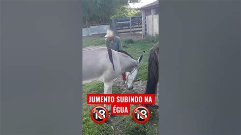 mulher transando com jumentos